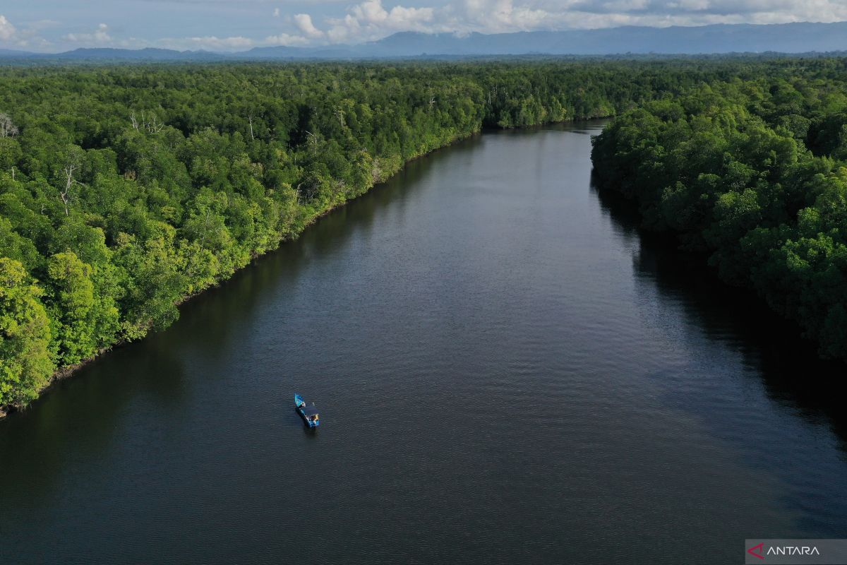 Southeast Sulawesi to rehabilitate 25 hectares of mangrove forests