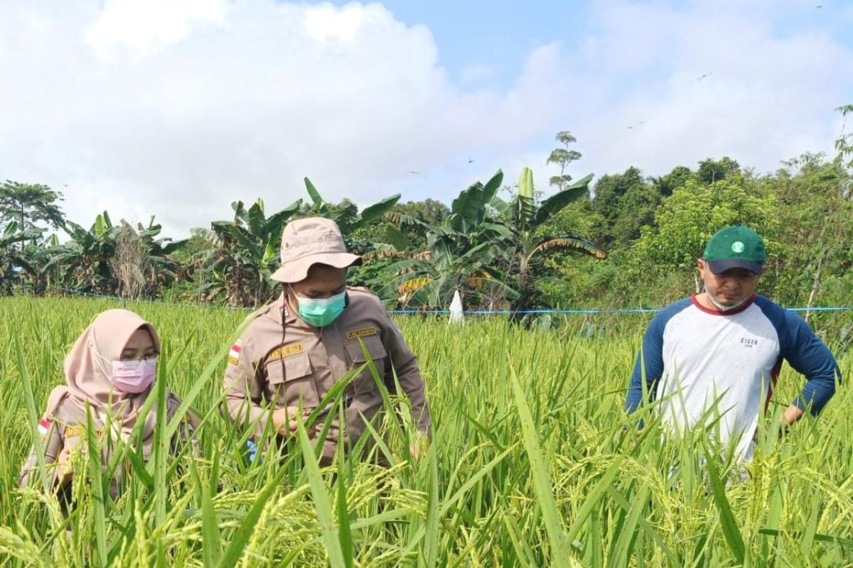 Karantina pertanian Tarakan targetkan pantau daerah sebar 15 OPTK