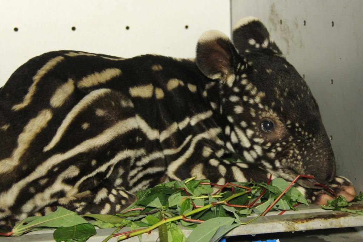 Warga Kuansing serahkan bayi tapir ditinggal induknya ke BBKSDA Riau