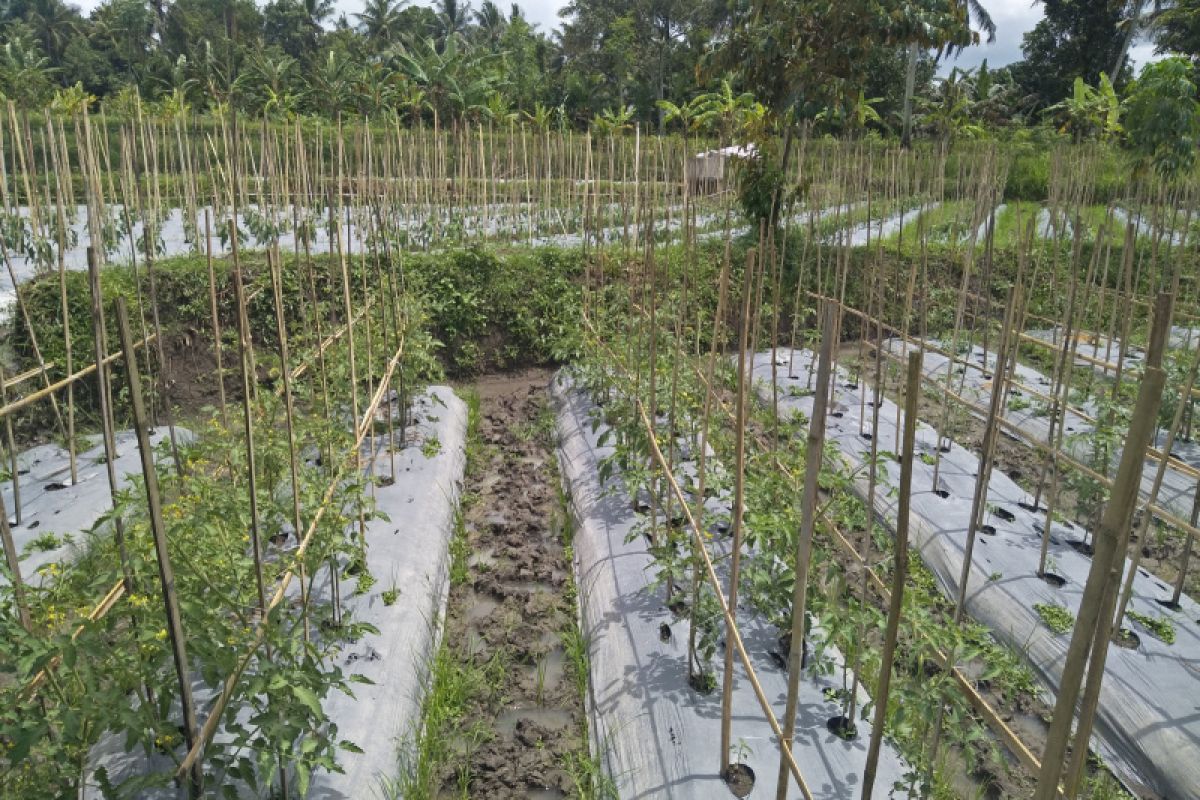 Harga cabai rawit di awal Ramadhan di Lombok Tengah naik