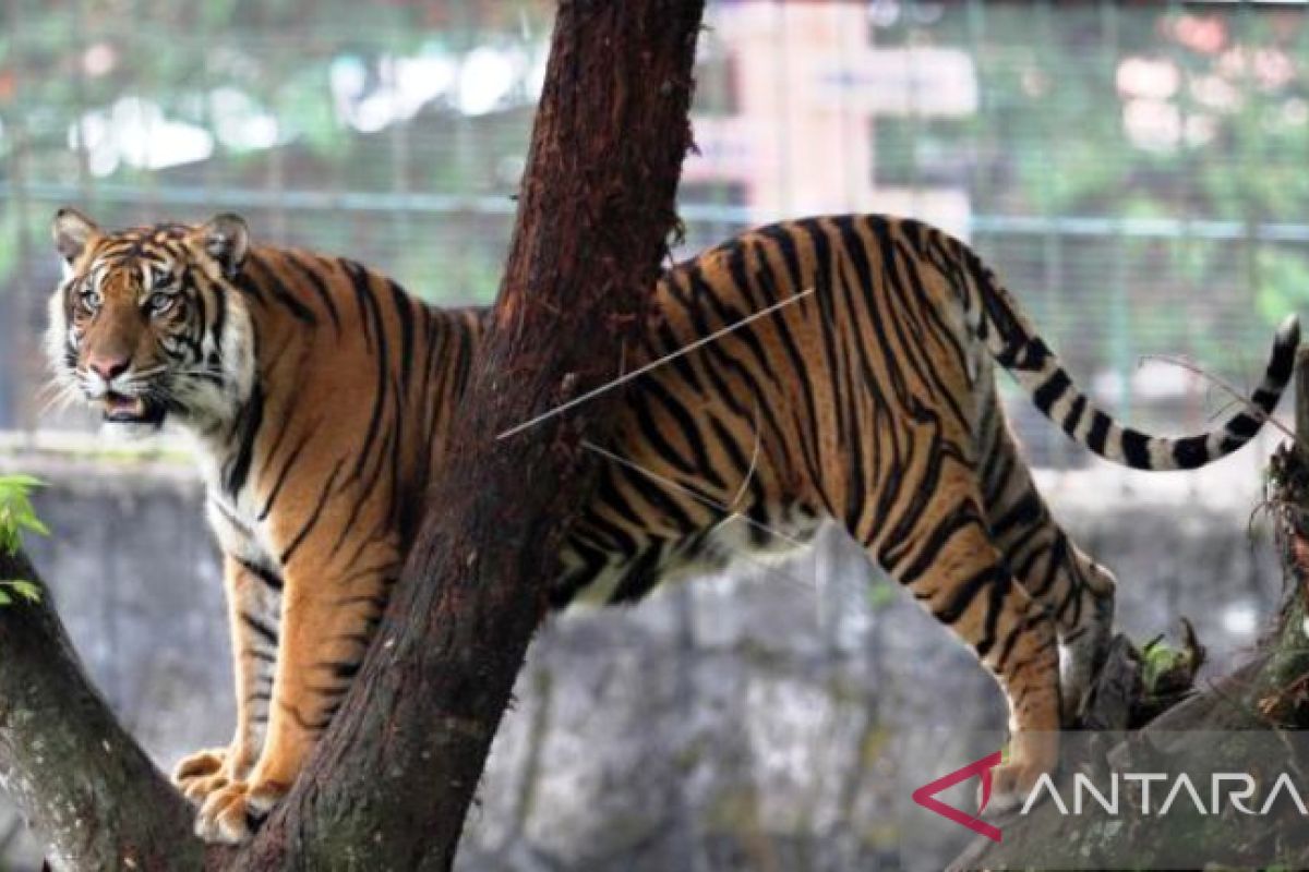 Harimau diduga terkam ternak warga Solok Selatan