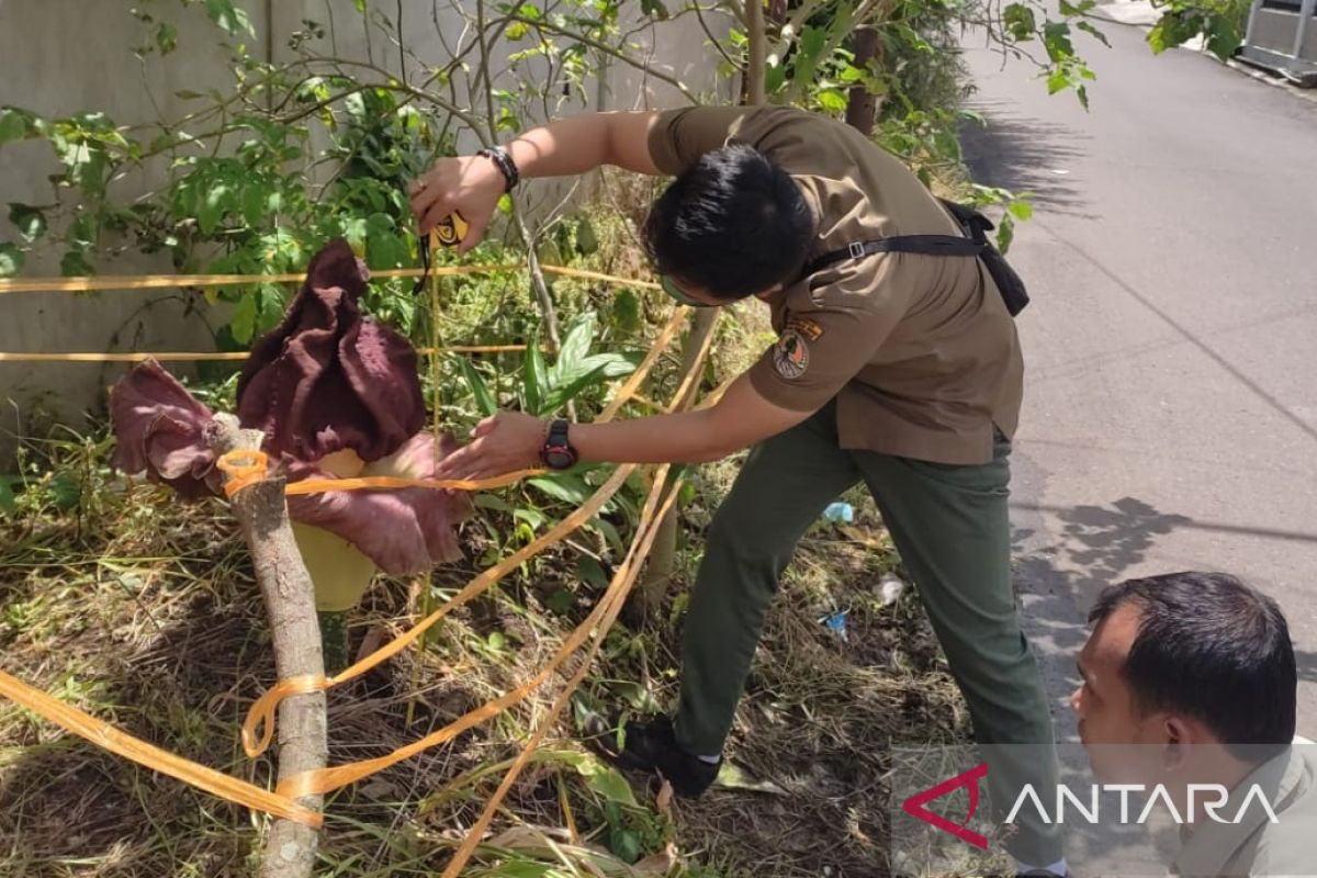 Bunga bangkai tumbuh di kawasan pemukiman penduduk Kota Palembang