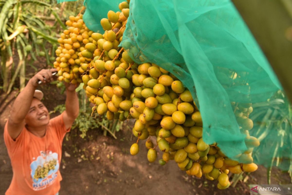 Menuju kebangkitan petani Indonesia