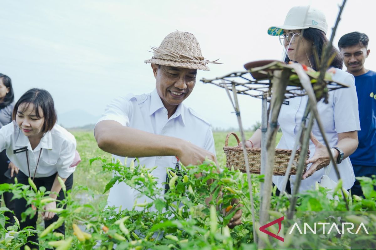 Pemkab Badung antisipasi permintaan cabai naik