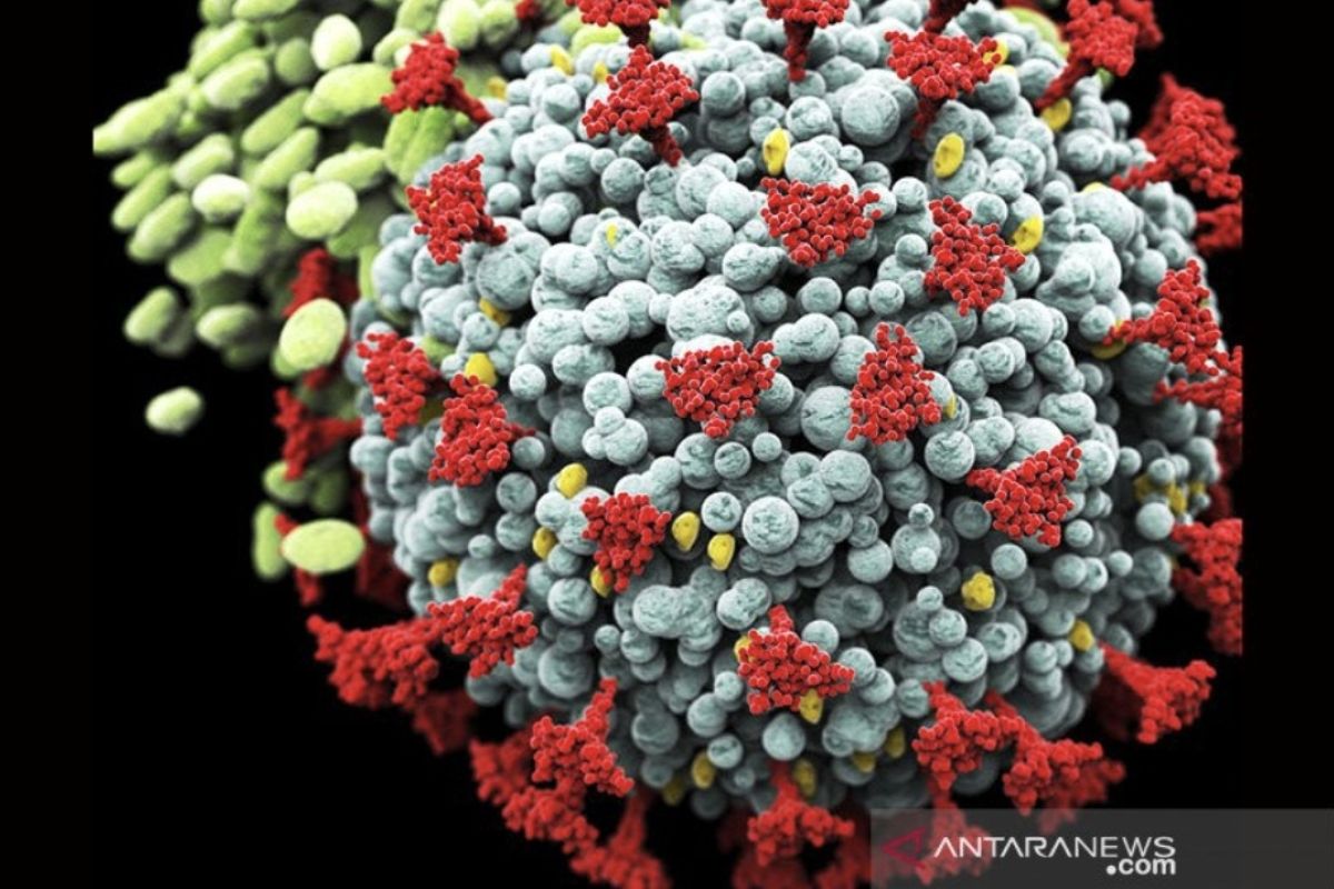 Varian baru virus corona Arcturus muncul Rusia