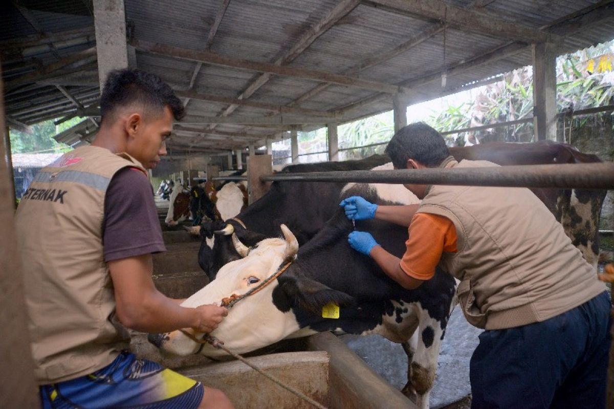 Sarihusada gandeng "stakeholder" akselerasi vaksinasi LSD pada hewan ternak