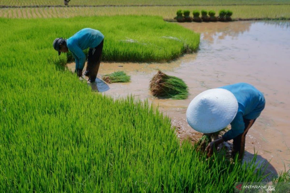 UGM meluncurkan varietas padi unggul "Gamagora 7"