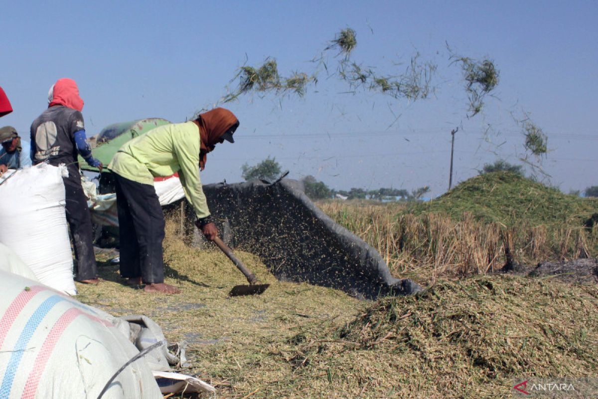 Sumut optimis panen Oktober sesuai realisasi tanam padi