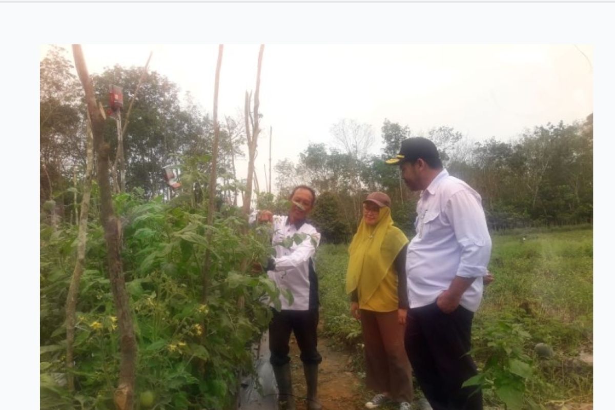 Tabalong kembangkan 10 kampung hortikultura penyangga IKN