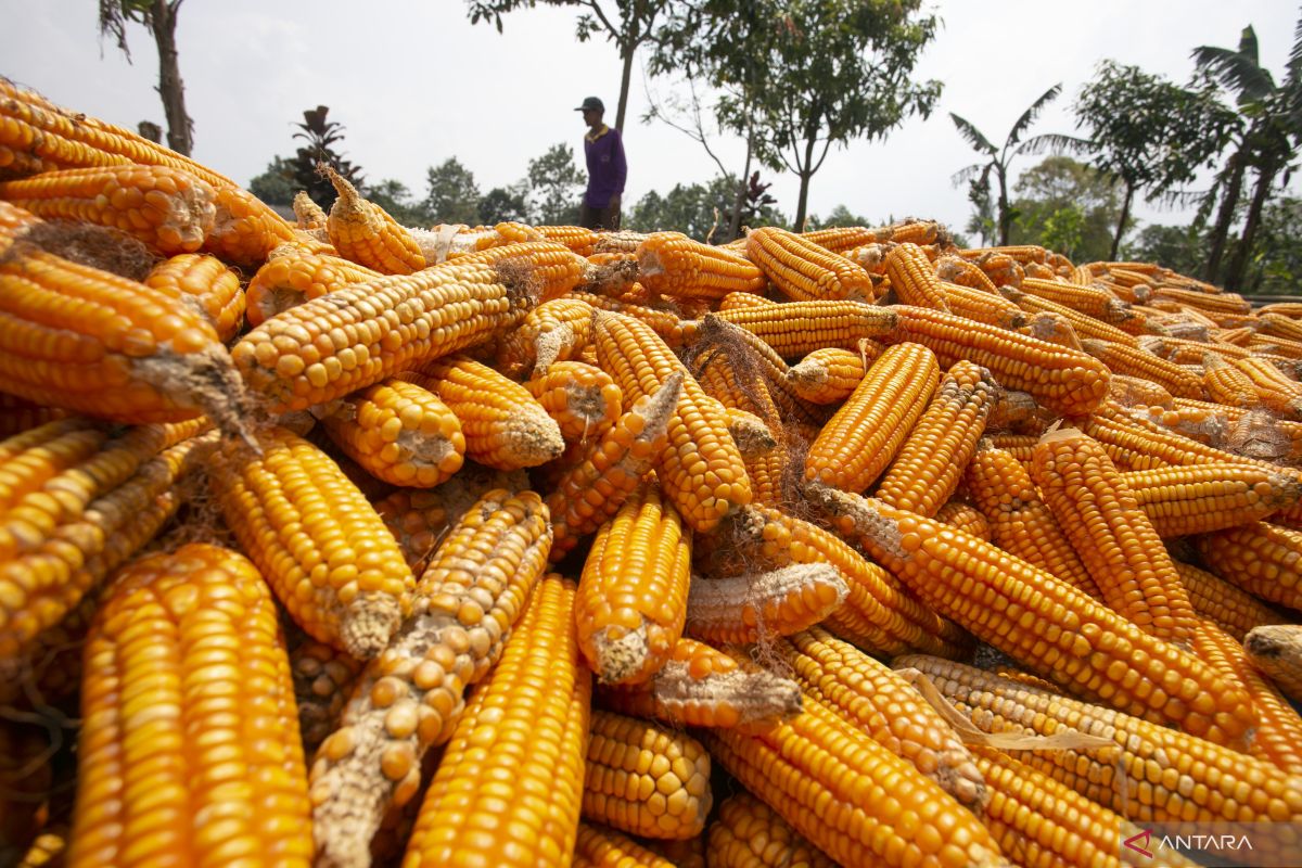 Plt. Bupati Muna optimis program jagung kuning dapat sejahterakan masyarakat