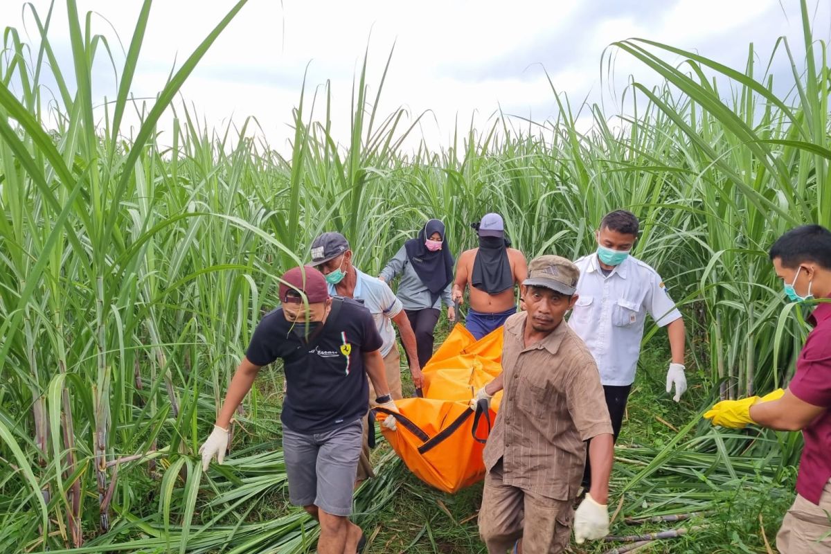 Kronologi ibu dan bayi tewas di kebun tebu hingga suami jadi tersangka