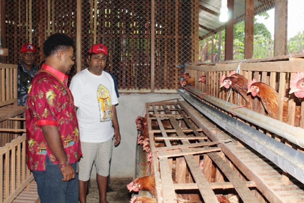 Pemkab Biak masukkan pengadaan bibit ayam petelur e-Katalog lokal