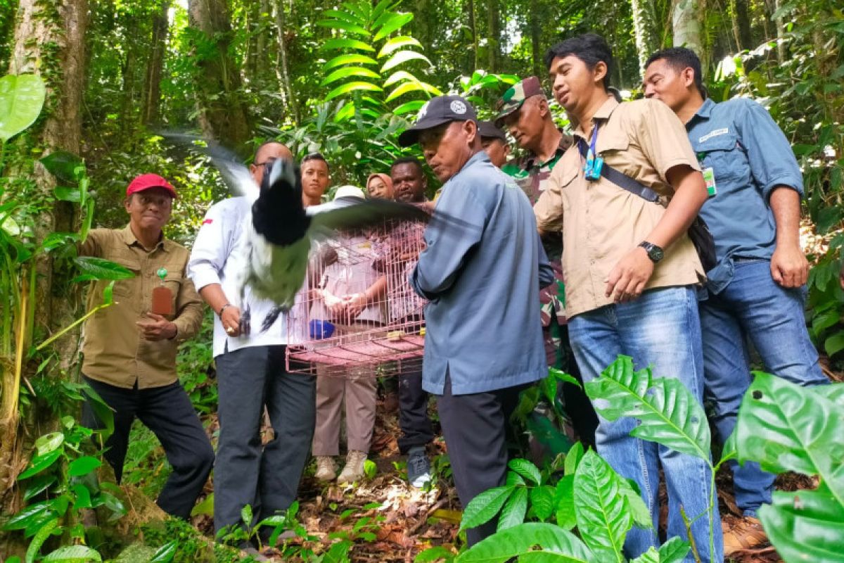 BBKSDA Papua lepasliarkan 24 satwa di Cagar Alam Wiay