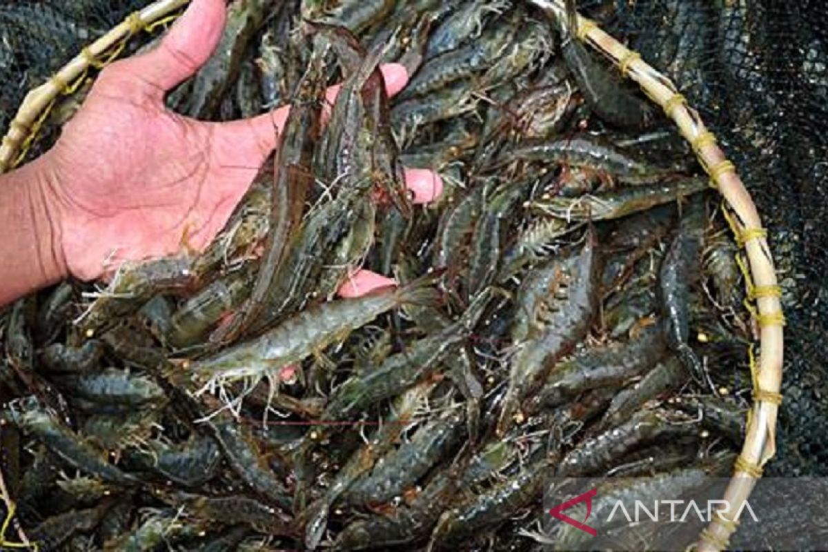 Pemkot Baubau  panen udang vaname 120 ribu ekor