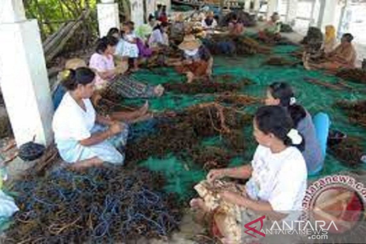 SKIPM Kota Baubau  antarpulaukan 4.914 ton rumput laut selama 2022