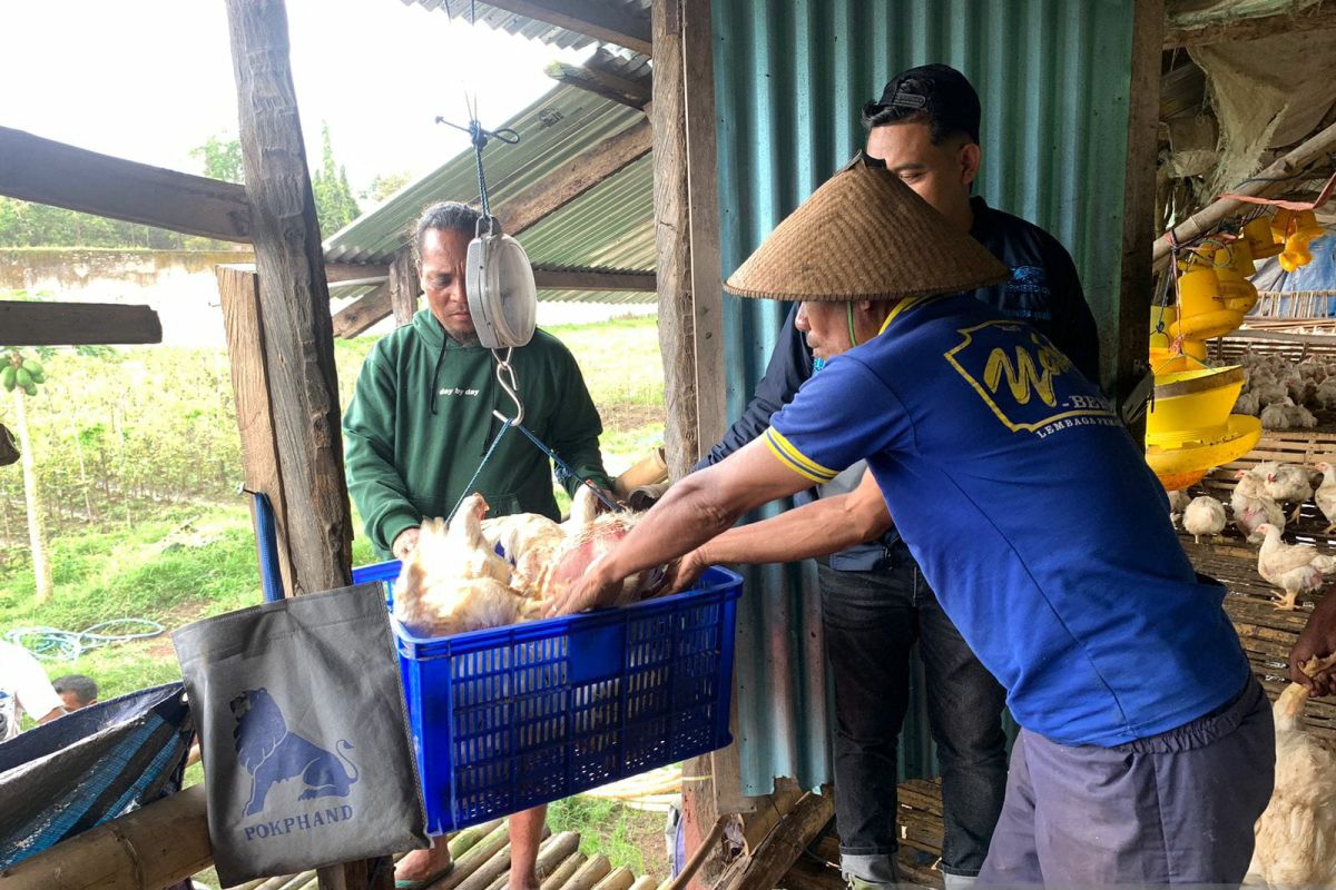 WBP asimilasi Lapas Atambua memanen 1.892 ekor ayam potong