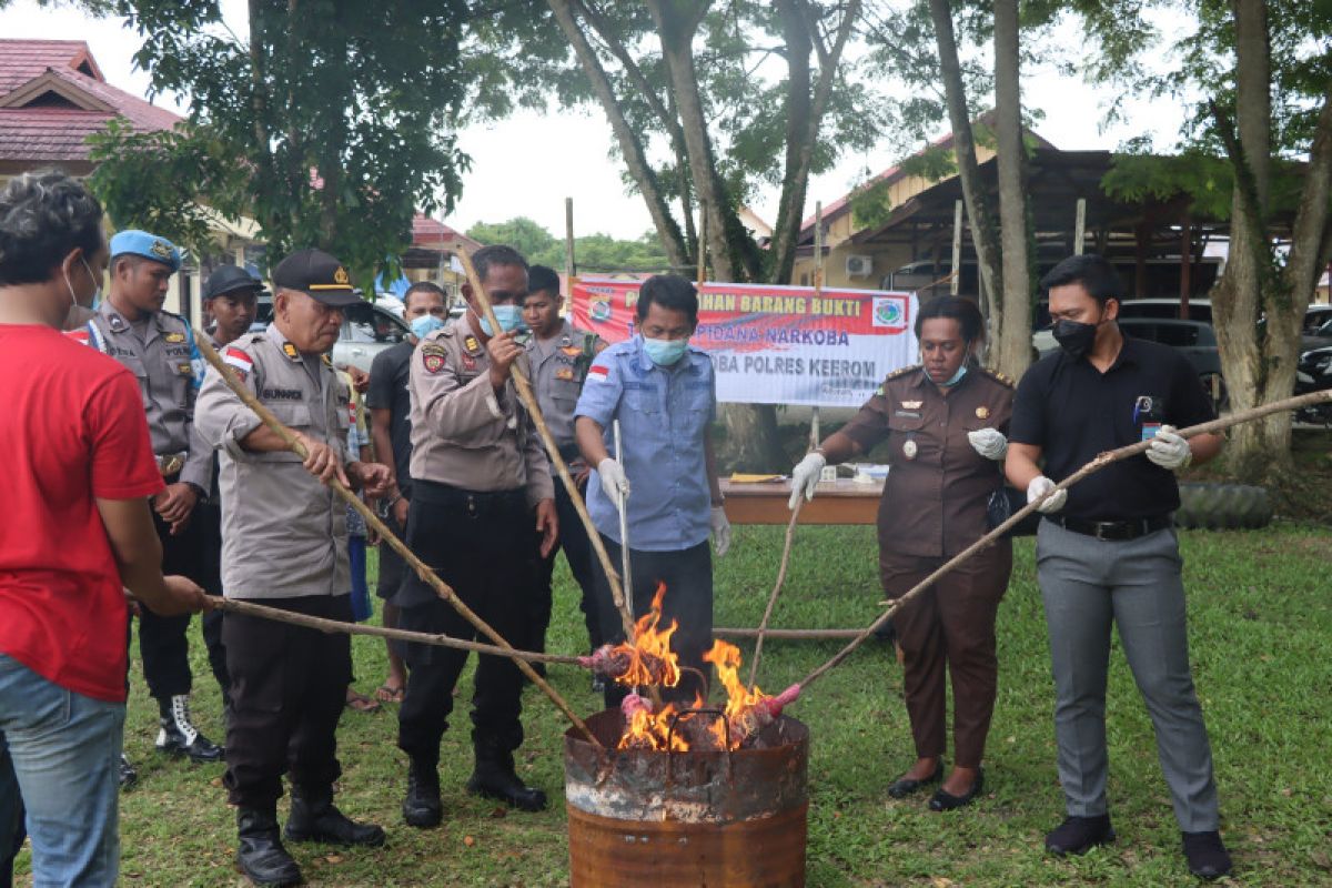 Polres Keerom musnahkan 1,7 kilogram ganja kering