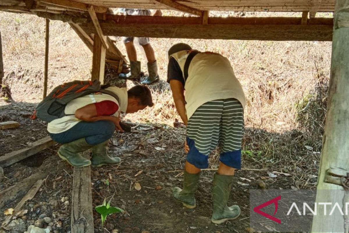 Empat ekor ternak warga Maua Hilia, Agam dimangsa satwa liar