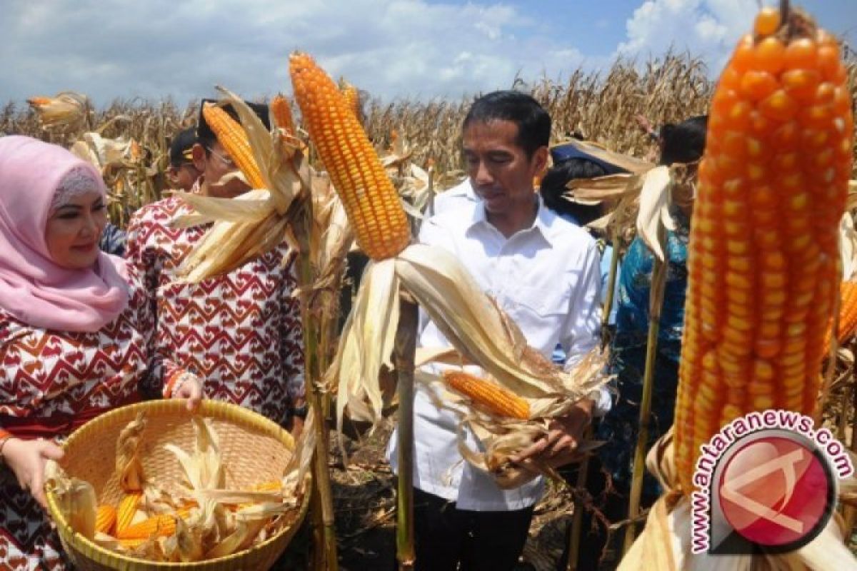 Bupati Dompu sebutkan peredaran uang dari jagung dan padi Rp2,7 triliun