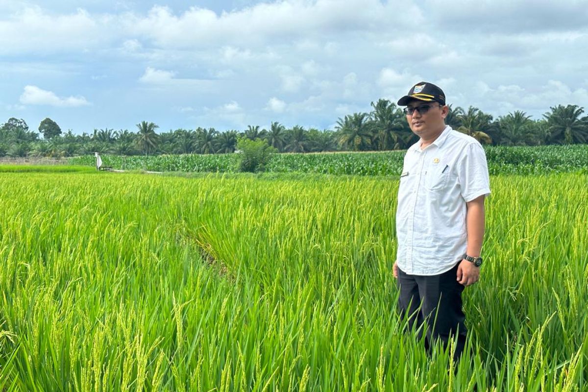 Produksi padi Januari-Maret di Pasaman Barat capai 31.176 ton