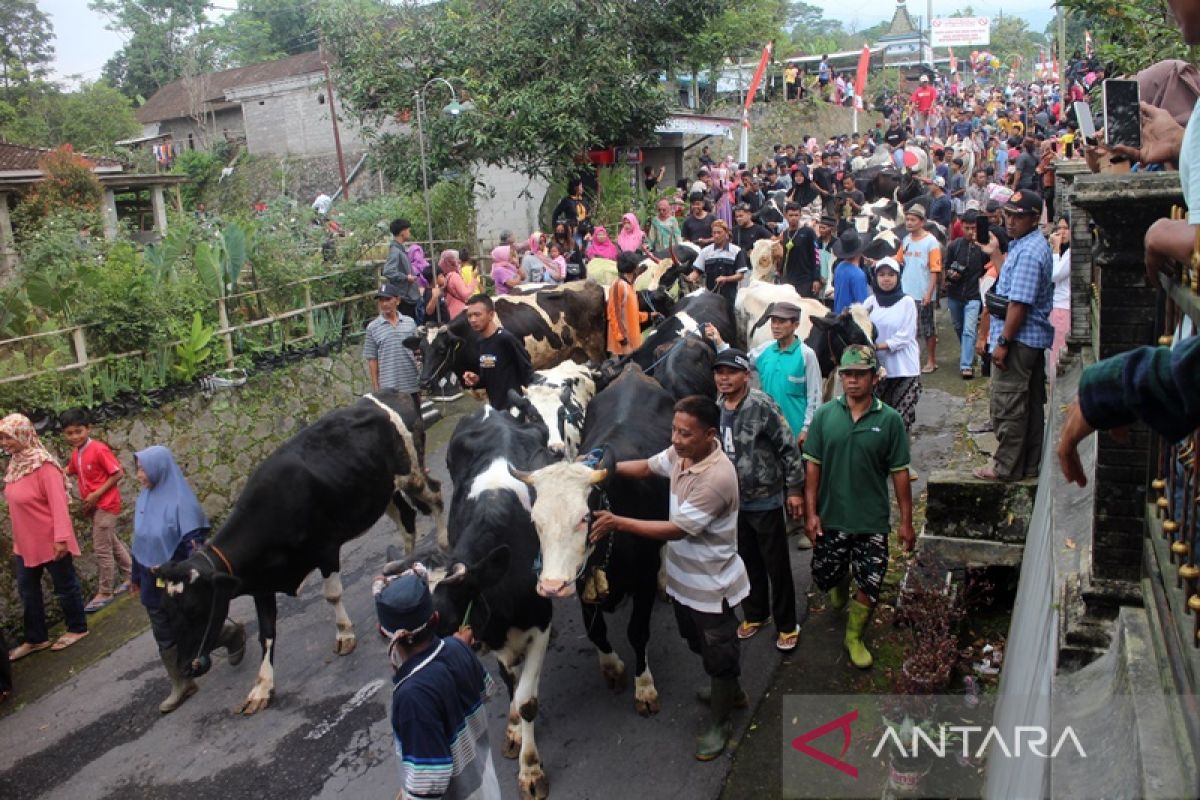 Ketika sapi makan enak dan menebar  wangi di lereng Merapi