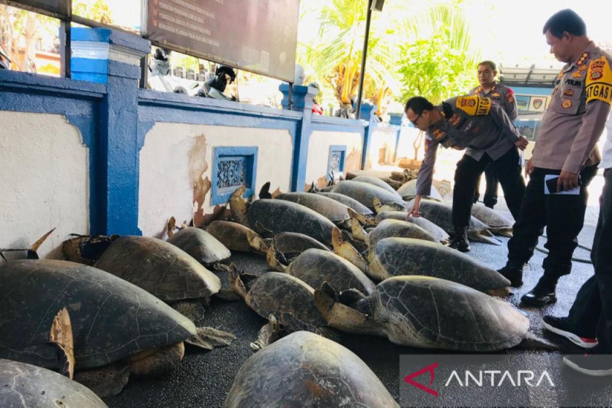 Sadis! puluhan penyu dibantai dan dagingnya diperjualbelikan