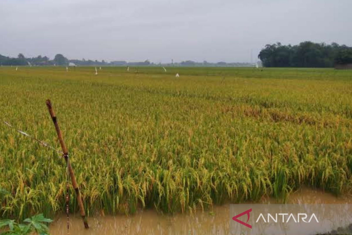 Petani Kudus korban banjir terima ganti untung