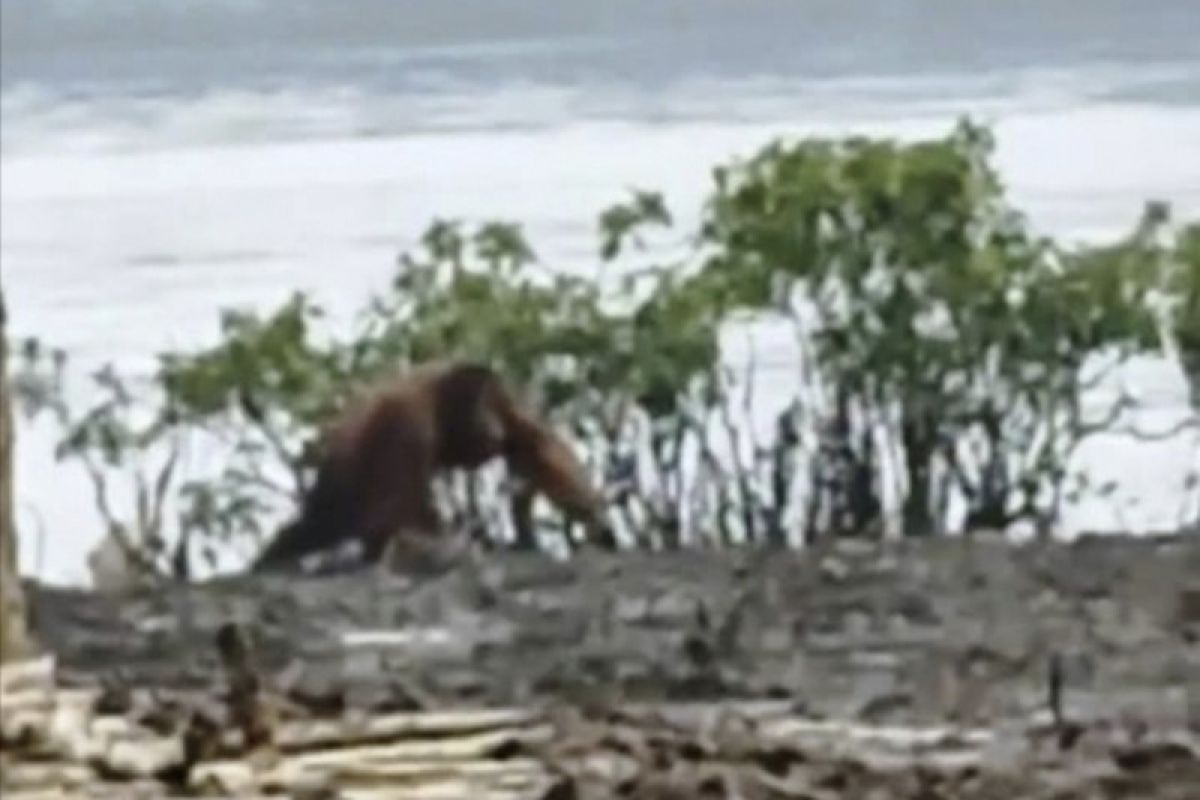 Orang utan mulai masuk ke perkebunan milik warga di Pulang Pisau