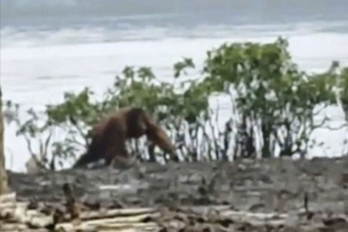 BKSDA terus pantau keberadaan orang utan di Pulang Pisau