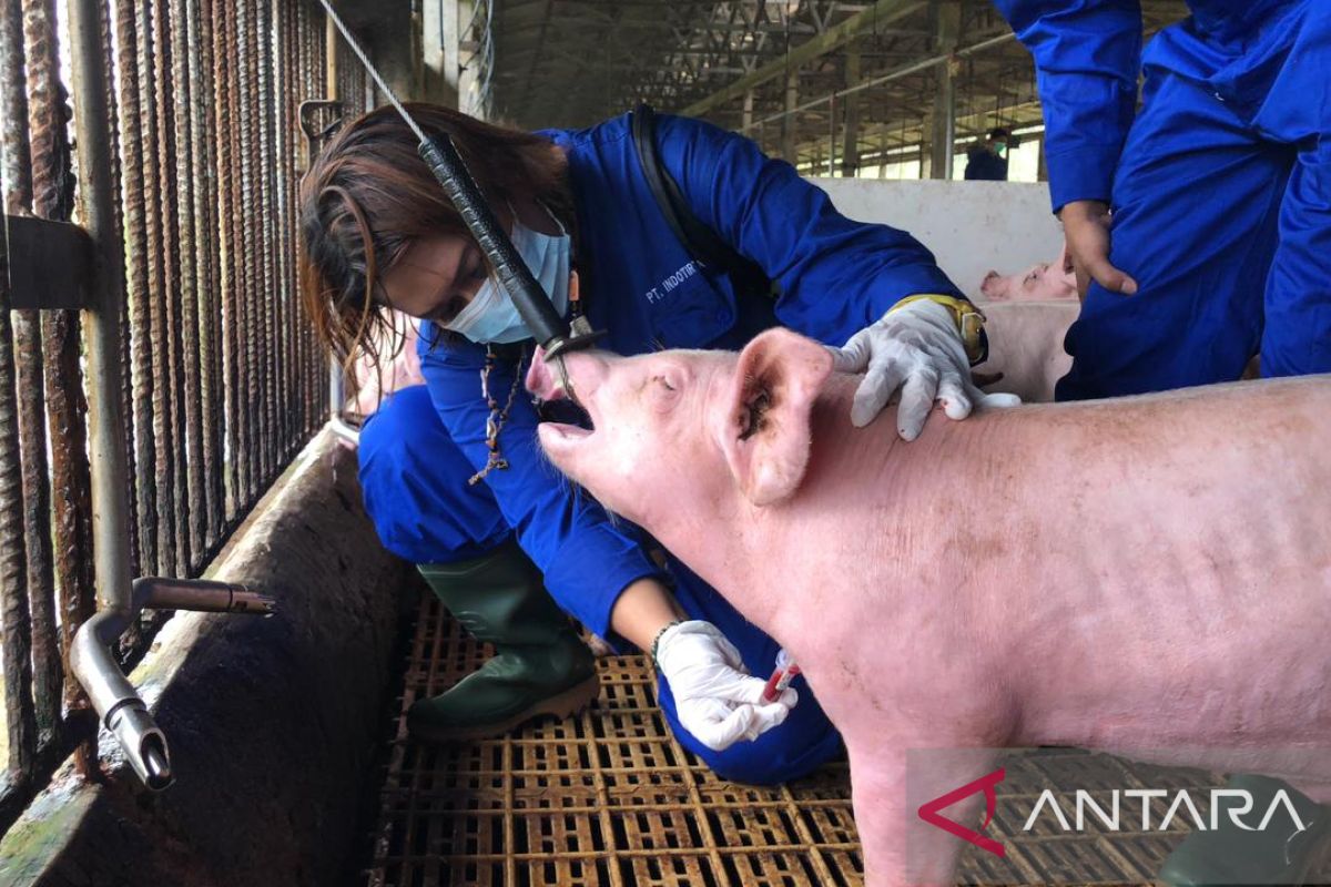 Mentan ingatkan virus dan bakteri penyebab flu babi afrika sedang bangkit lagi