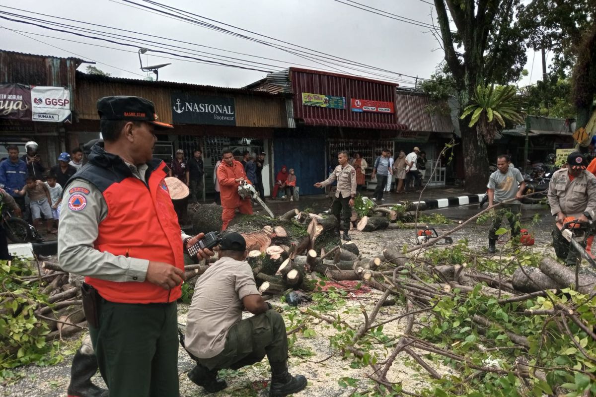 Pengendara ojek daring meninggal tertimpa pohon