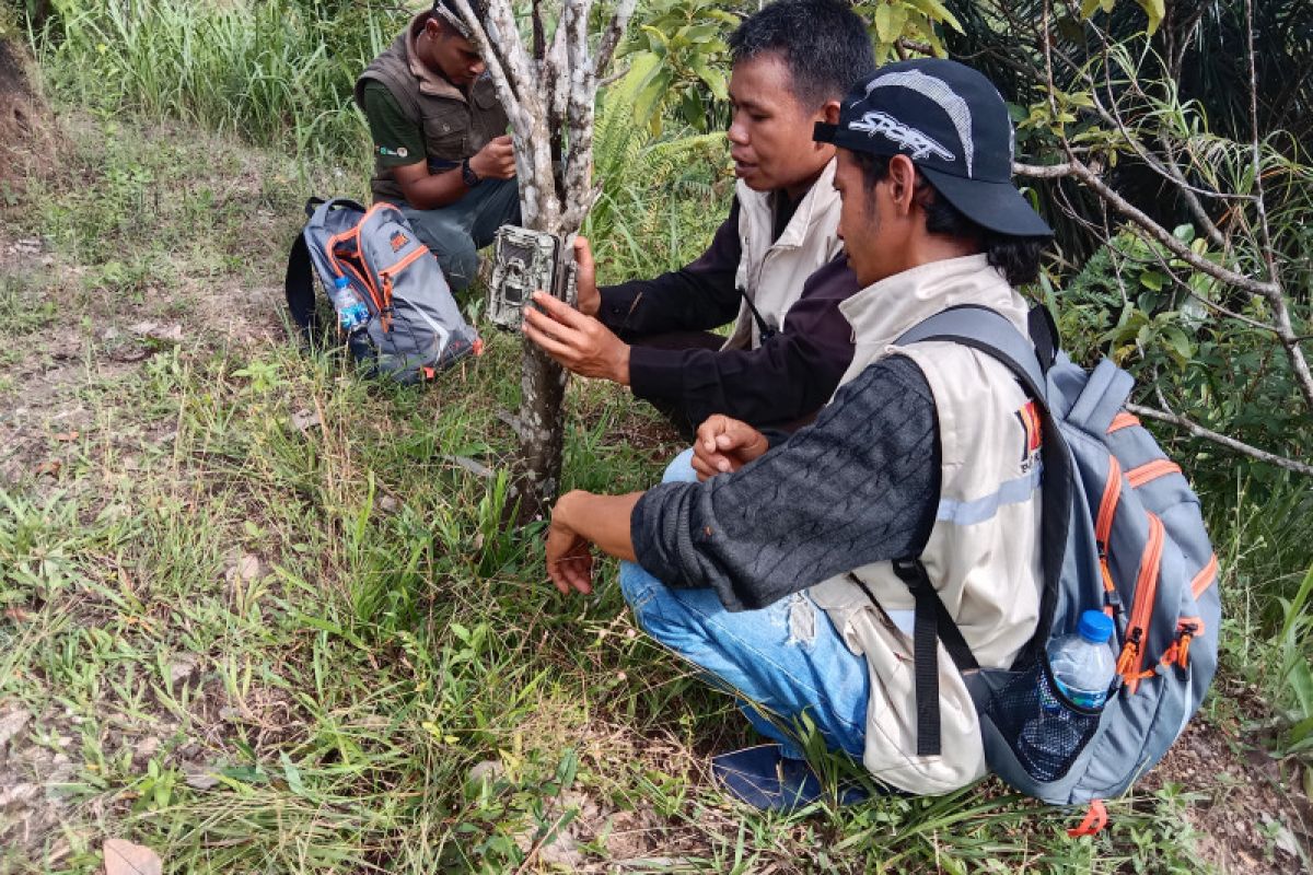 BKSDA Sumbar halau satwa liar mangsa ternak warga Agam