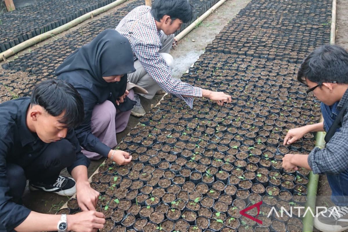 Kaliandra Merah, harapan Energi terbarukan masa depan dari Sumbar