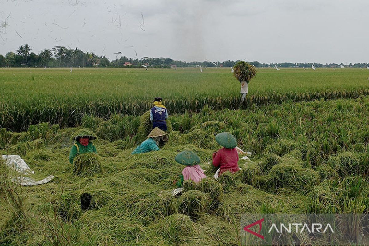 Dinpertan Cilacap imbau petani antisipasi gagal panen dampak  El Nino