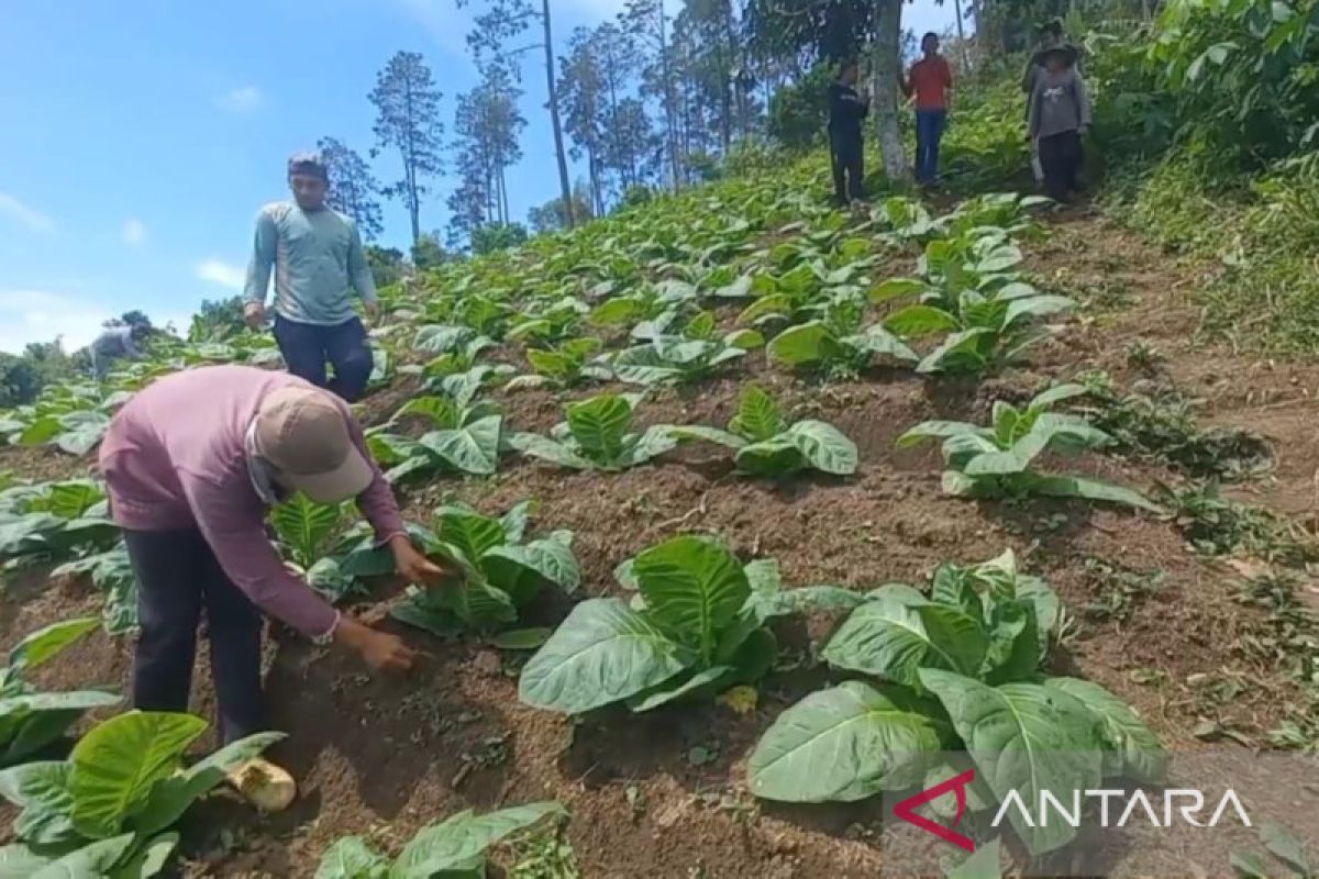 Petani porang Madiun beralih tanam tembakau hindari kerugian