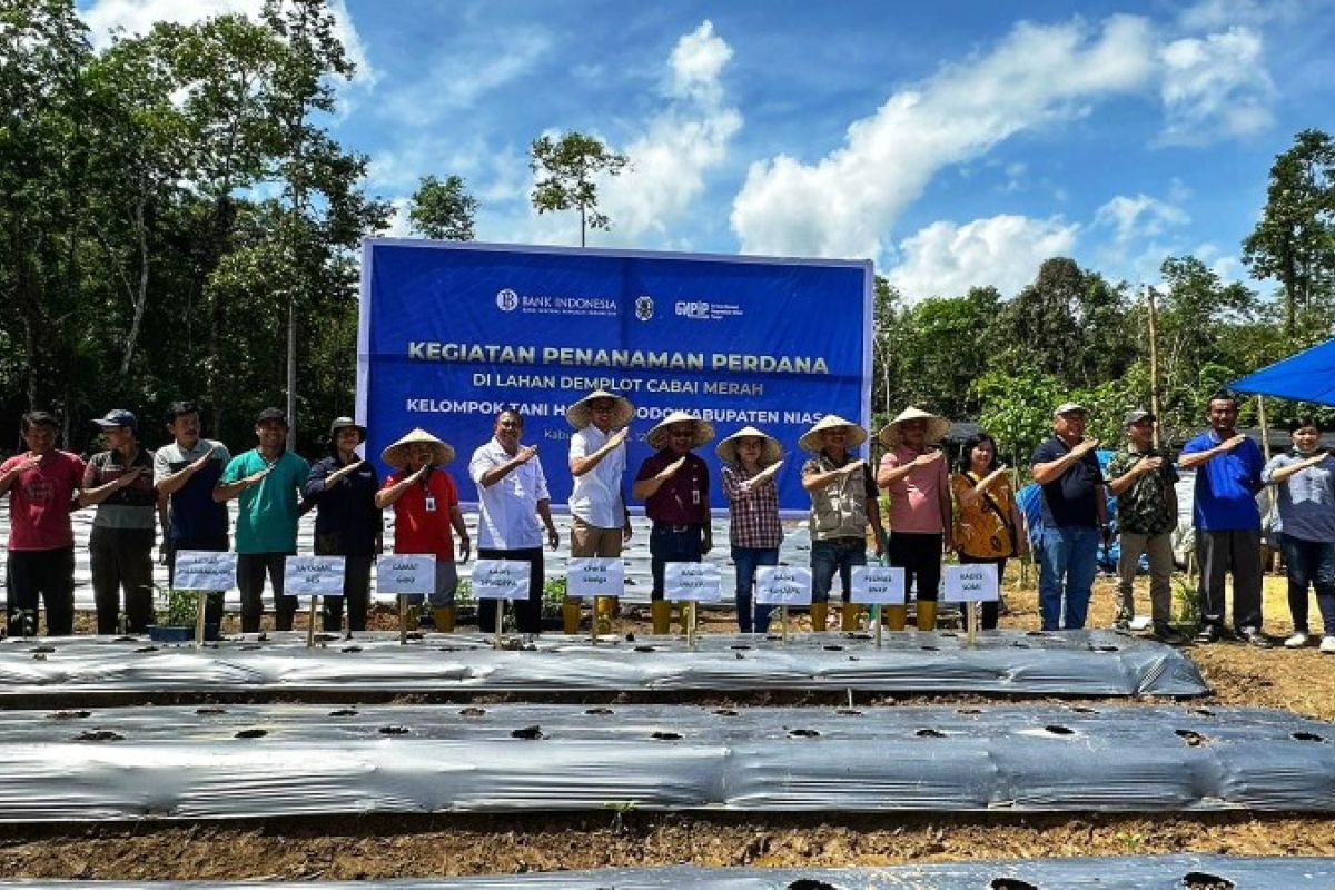 Bank Indonesia dorong peningkatan produktivitas cabai merah