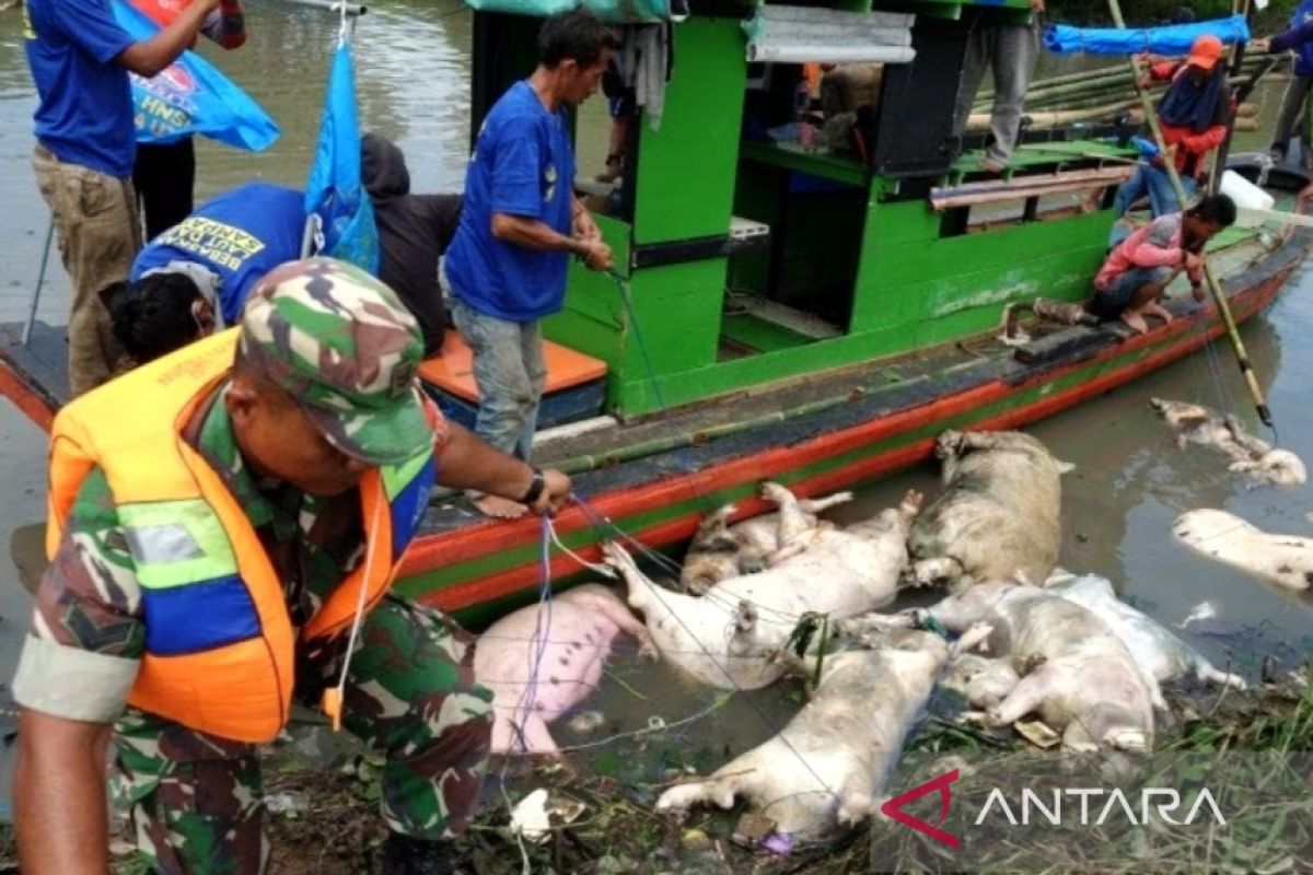 Pemkab Parigi Moutong temukan sebanyak 3.642 kasus ternak babi mati mendadak