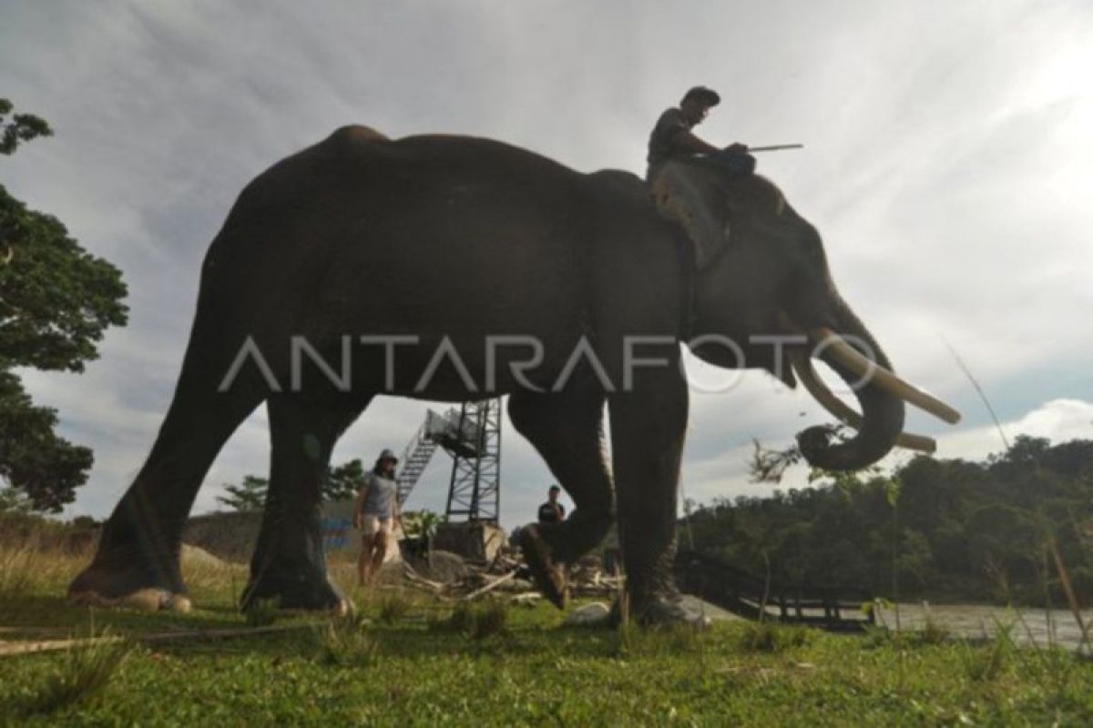Tambang batu bara bahayakan populasi gajah di Bengkulu