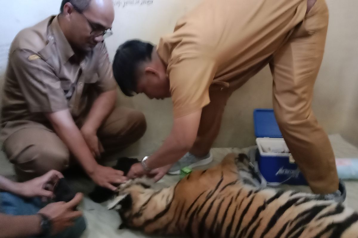 Seekor harimau terjerat di Pasaman tak bisa terselamatkan