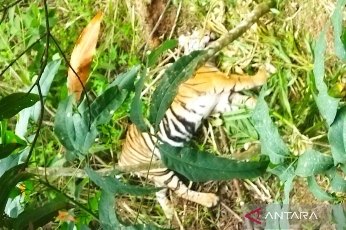 Seekor Harimau Sumatera terjerat di Tikalak, Pasaman