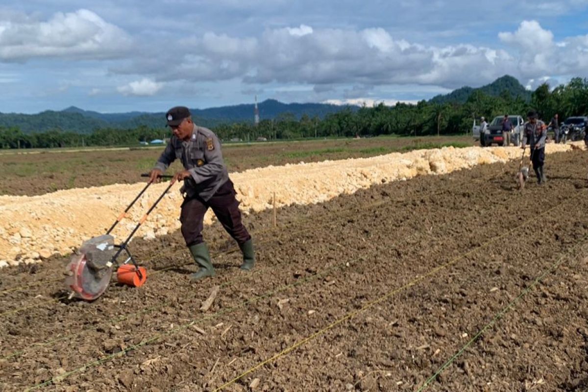 Polres Keerom bentuk tim percepatan penanaman jagung food estate