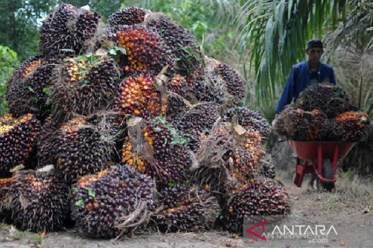 Kementan mempercepat sertifikasi ISPO bagi pekebun sawit swadaya