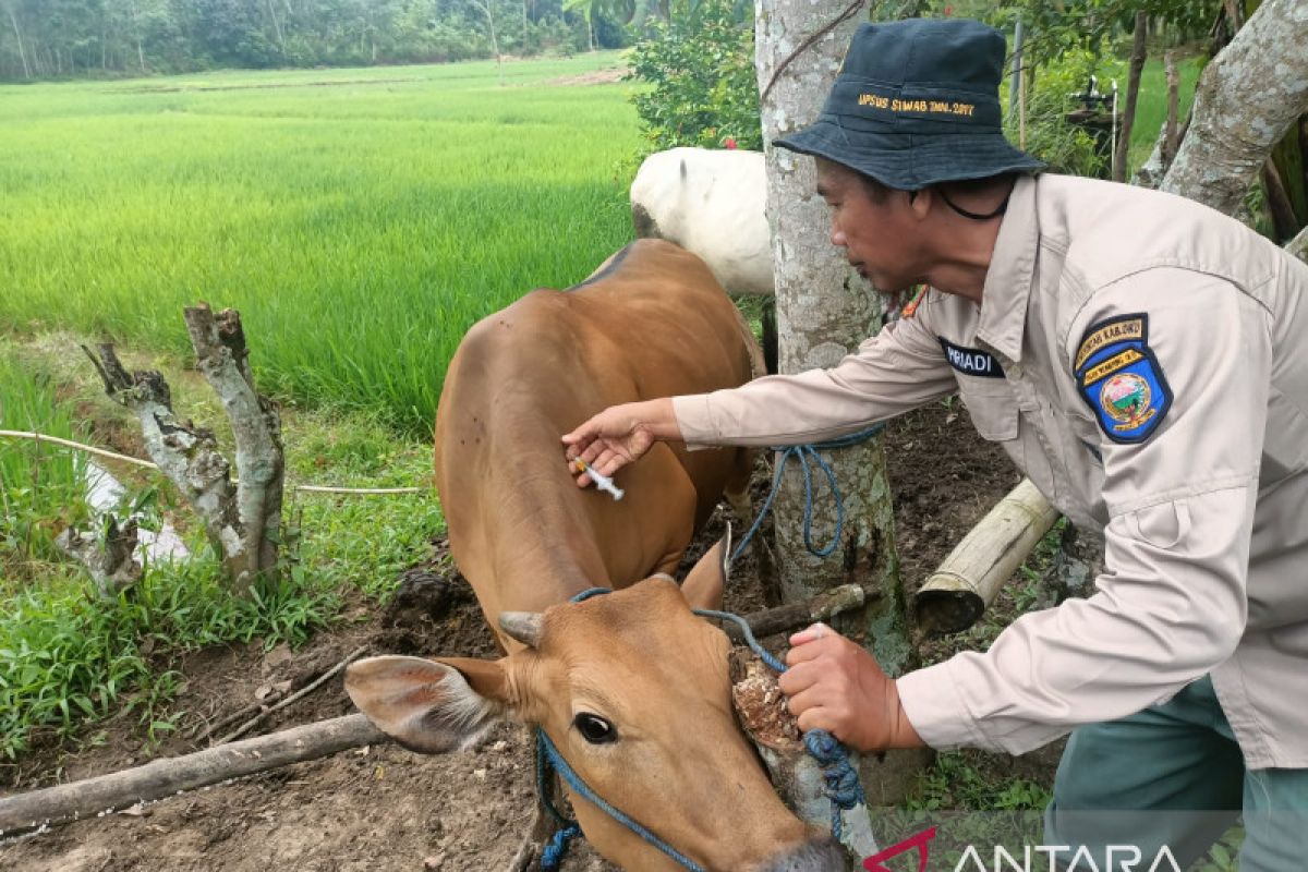 Ribuan ekor sapi di OKU terjangkit penyakit cacar