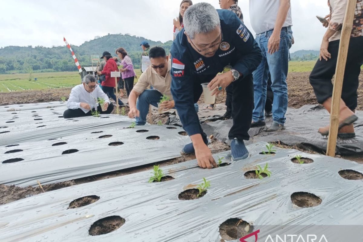 Sulut ekspor 11.892 kg Stevia ke Korea Selatan