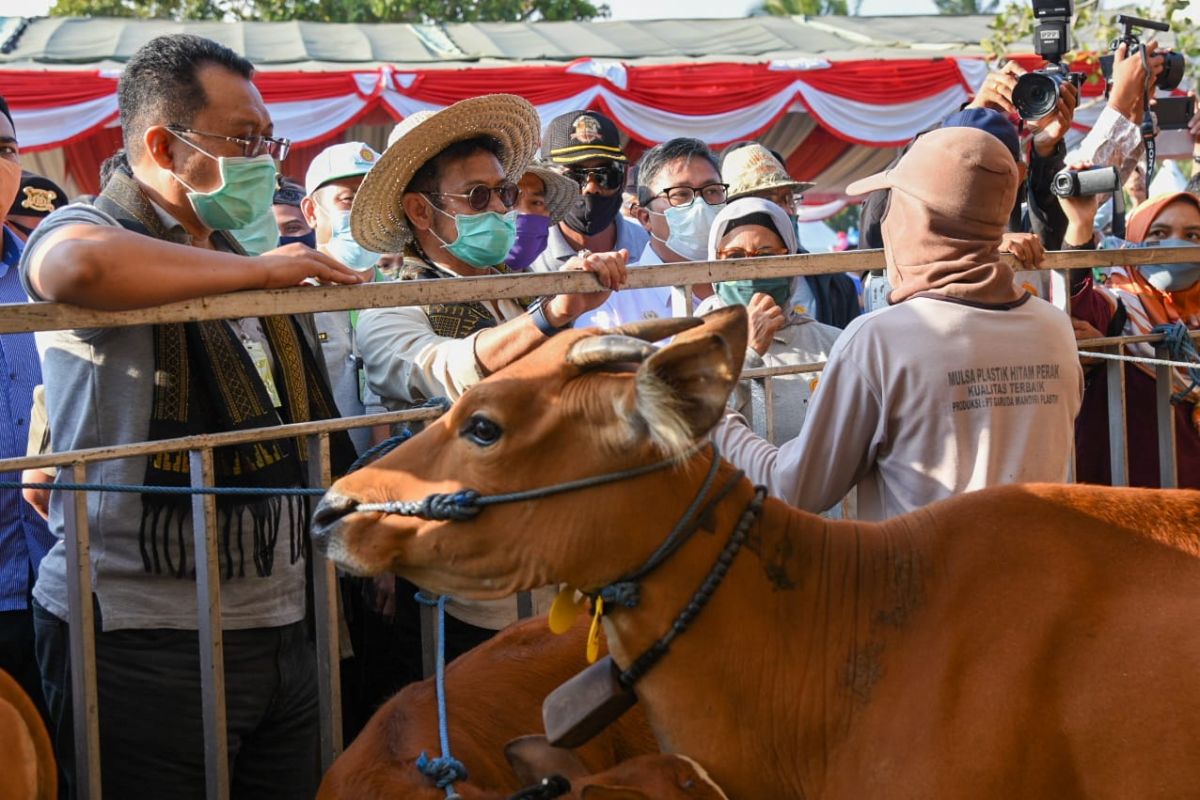 NTB berupaya tambah populasi sapi potong guna jaga ketersediaan daging