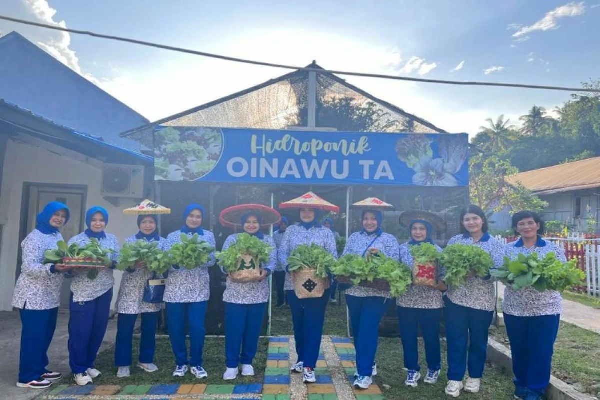 Jalasenastri Lanal Kendari panen sayuran hidroponik