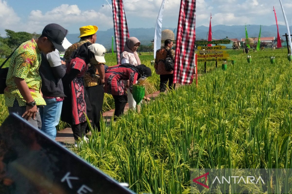 Sebanyak 139 varietas benih padi dipamerkan di Jogja Agro Park Kulon Progo