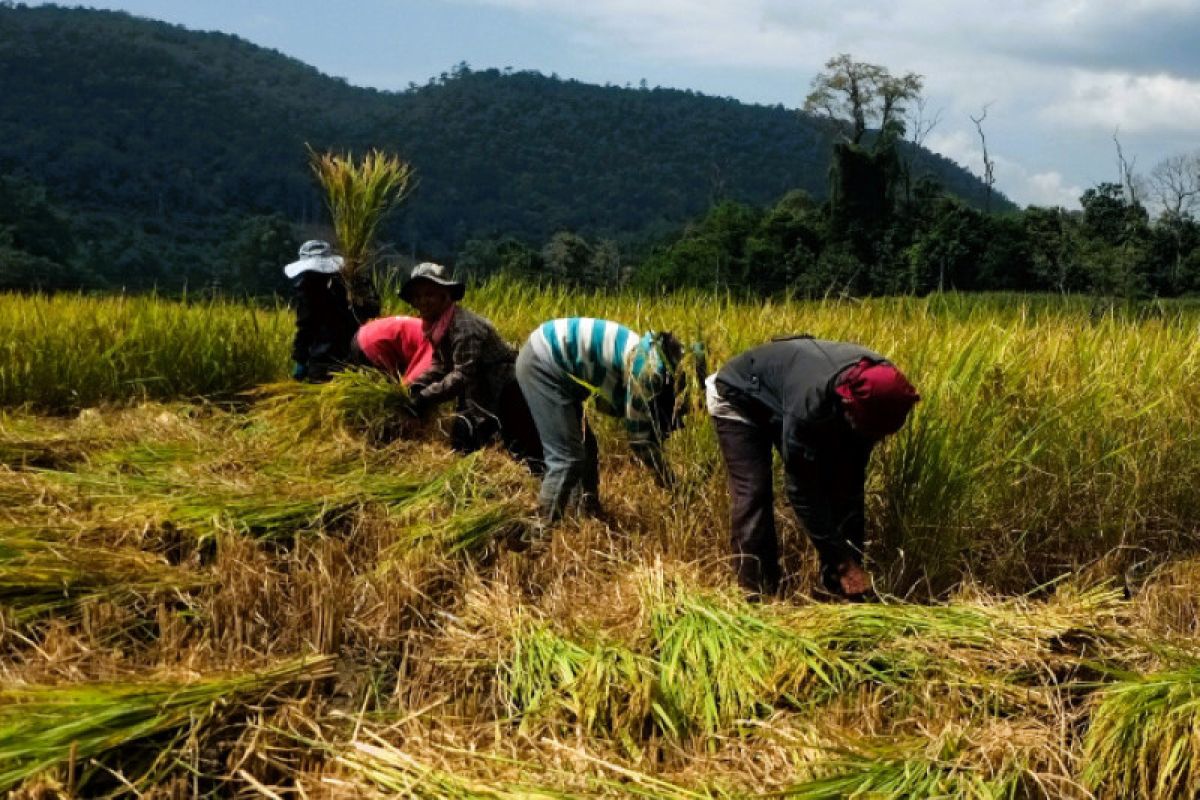 Ketahanan pangan dengan dua program unggulan di Riau