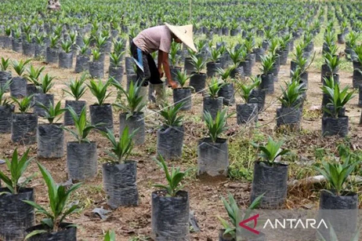 Peremajaan ratusan hektare kebun sawit rakyat di Abdya Aceh