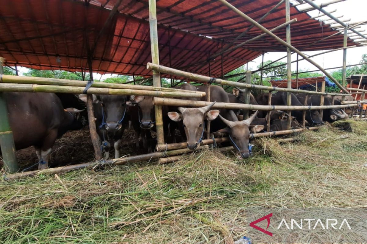 Warga Bekasi di imbau  pilih hewan kurban sehat